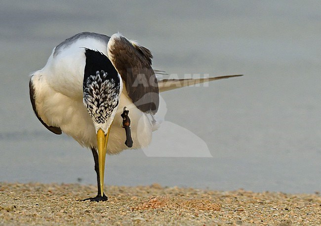 Greater Crested Tern (Sterna bergii) at the coastline of southwest Saudi Arabia. stock-image by Agami/Eduard Sangster,