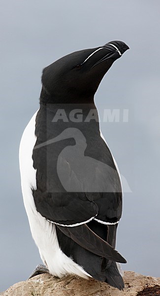 Alk zittend op rotsrichel; Razorbill perched on ledge stock-image by Agami/Markus Varesvuo,