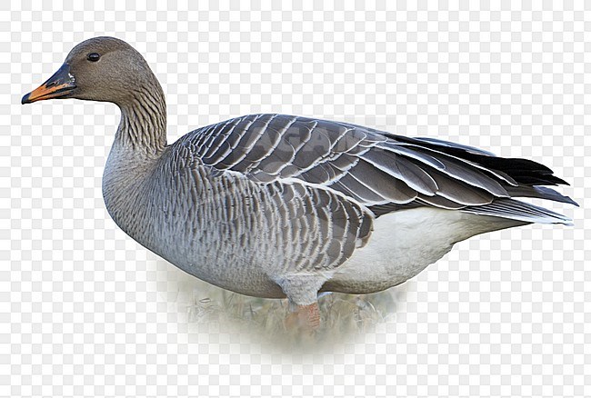 Groepje Taigarietganzen; Group of Taiga Bean Geese stock-image by Agami/Markus Varesvuo,