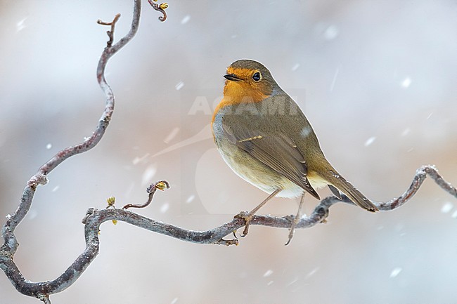 European Robin; Erithacus rubecula stock-image by Agami/Daniele Occhiato,