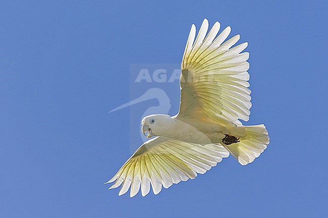 Solomons Cockatoo, Cacatua ducorpsii, in the Solomon Islands. Also known as the Ducorps's cockatoo, Solomons corella or broad-crested corella. stock-image by Agami/Pete Morris,