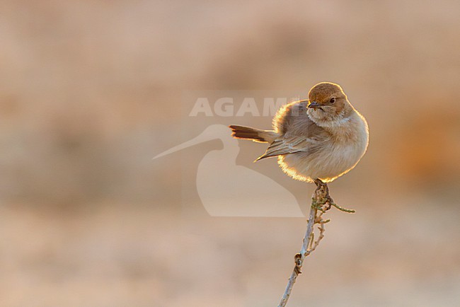 Female Eastern Red-rumped Wheatear, Oenanthe moesta brooksbanki, in Israel. stock-image by Agami/Yoav Perlman,