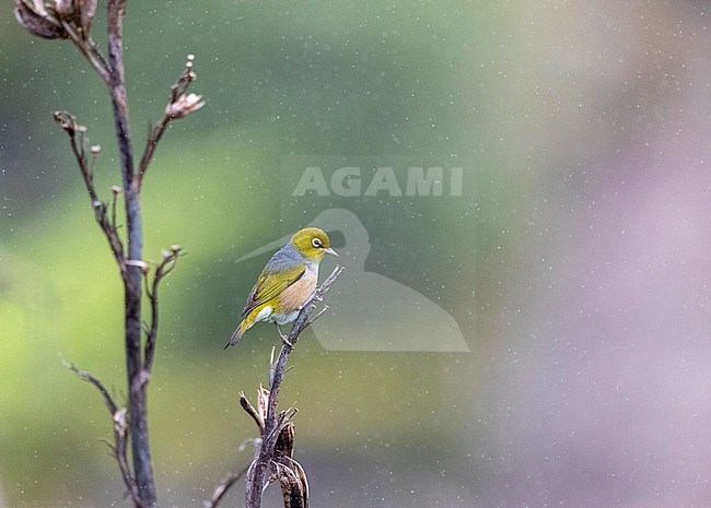 Silvereye (Zosterops lateralis lateralis) on the Chatham Islands, New Zealand. This species colonized New Zealand in the 19th century, now resident throughout. stock-image by Agami/Marc Guyt,