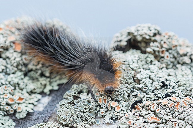 Arctia caja - Garden tiger moth - Brauner Bär, Kyrgyzstan, larvae stock-image by Agami/Ralph Martin,