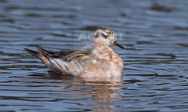 Blotchy individual of a Red Phalarope (Phalaropus fulicarius) swimming on a freshwater pond in North America. stock-image by Agami/Brian Sullivan,