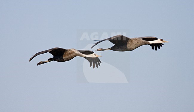 Hooded Crane flying; Monnikskraanvogel vliegend stock-image by Agami/Marc Guyt,