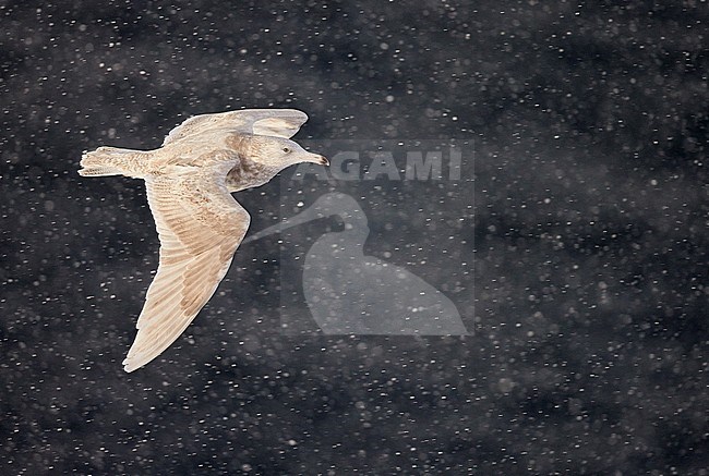 Grote Burgemeester onvolwassen vliegend; Glaucous Gull immature flying stock-image by Agami/Markus Varesvuo,