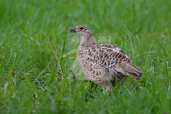 Common pheasant (Phasianus colchicus), side view of female walking on grass stock-image by Agami/Kari Eischer,