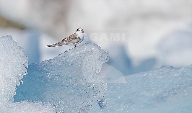 First-year Artcic Tern perched on a iceflow in Iceland. stock-image by Agami/Vincent Legrand,