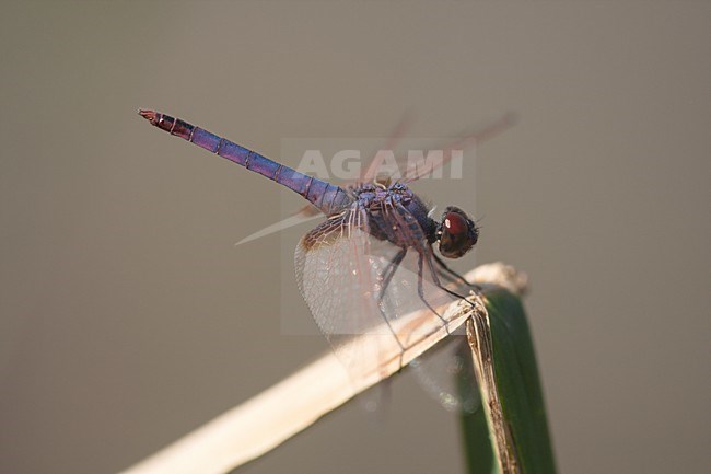 Mannetje Purperlibel, Male Trithemis annulata stock-image by Agami/Wil Leurs,