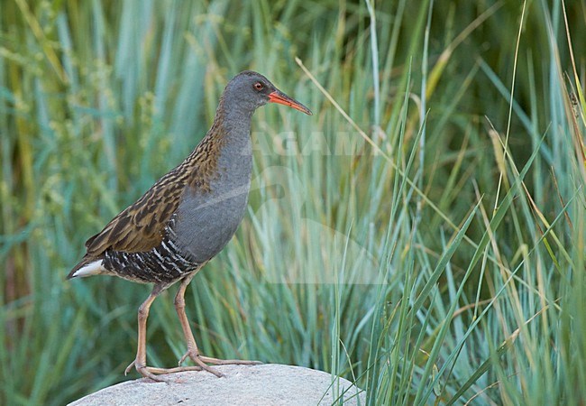 Foeragerende Waterral, Water Rail foraging stock-image by Agami/Markus Varesvuo,