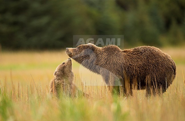 Coastal Brown Bear and Cub (Ursus arctos), Lake Clarke National Park, Alaska, September 2014. stock-image by Agami/Danny Green,