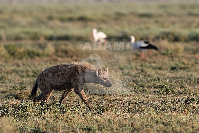 A spotted hyena, Crocuta crocuta, walking in a plain. Ndutu, Ngorongoro Conservation Area, Tanzania. stock-image by Agami/Sergio Pitamitz,