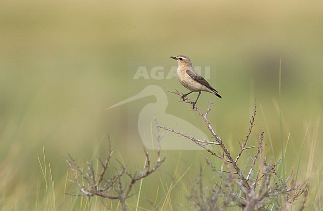 Northern Wheatear female perched; Tapuit vrouw zittend stock-image by Agami/Arie Ouwerkerk,