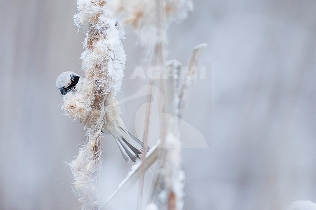 Eurasian Penduline Tit - Beutelmeise - Remiz pendulinus ssp. pendulinus, France (Alsace), male, wintering bird stock-image by Agami/Ralph Martin,