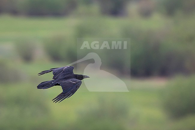 Common Raven (Corvus corax ssp. corax), Russia (Baikal), adult in flight stock-image by Agami/Ralph Martin,