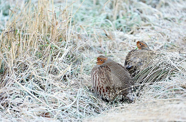 Patrijs, Grey partridge (Perdix perdix) stock-image by Agami/Dick Forsman,