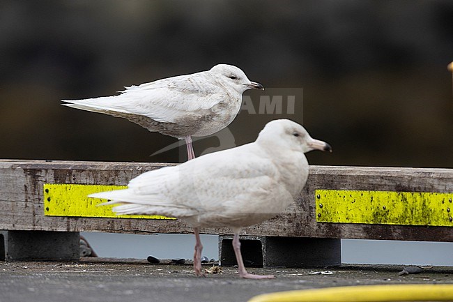 Iceland Gull (Larus glaucoides). side view of a juvenile standing on a piece of wood, Western Region, Iceland stock-image by Agami/Saverio Gatto,