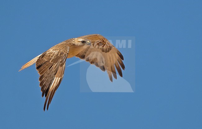 Atlas Buzzard or North Africa Buzzard (Buteo cirtensis) is a recent split although some consider it (still) as a subspecies of Long-legged Buzzard (Buteo rufinus) stock-image by Agami/Eduard Sangster,