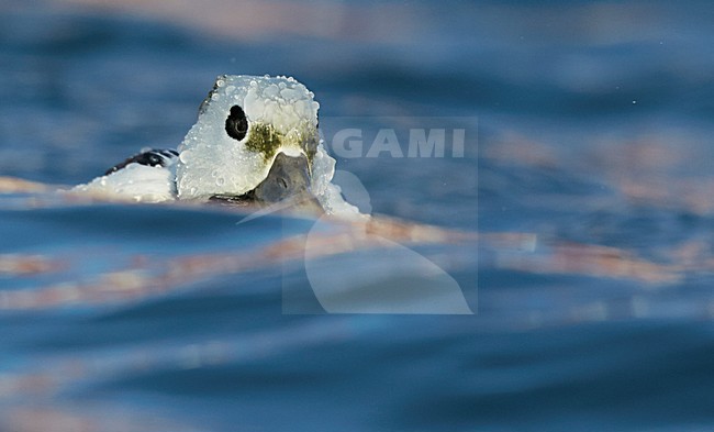 Mannetje Stellers Eider, Male Steller\'s Eider stock-image by Agami/Markus Varesvuo,