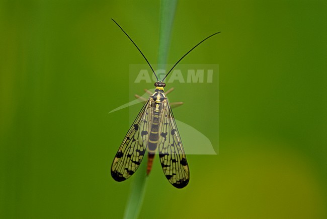 Common Scorpion Fly Luxemburg, Gewone Schorpioenvlieg Luxemburg stock-image by Agami/Wil Leurs,