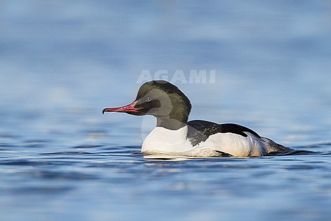 Goosander - Gänsesäger - Mergus merganser ssp. merganser, Germany, adult male stock-image by Agami/Ralph Martin,