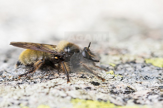 Laphria flava - Bumblebee Robberfly - Gelbe Raubfliege, Switzerland (Graubuenden), imago, female stock-image by Agami/Ralph Martin,