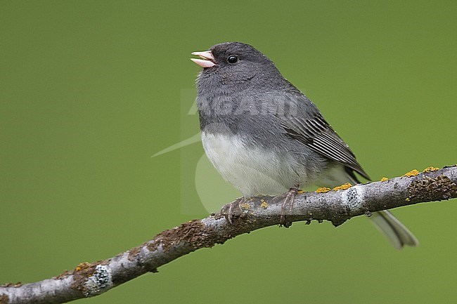 Adult male
Anchorage, AK 
May 2009 stock-image by Agami/Brian E Small,