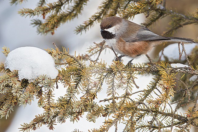 Boreal Chickadee (Poecile hudsonicus )Perched on a branch in Minnesota stock-image by Agami/Dubi Shapiro,