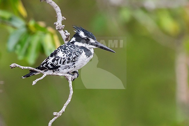 Pied Kingfisher (Ceryle rudis), adult female perched on a branch, Mpumalanga, South Africa stock-image by Agami/Saverio Gatto,