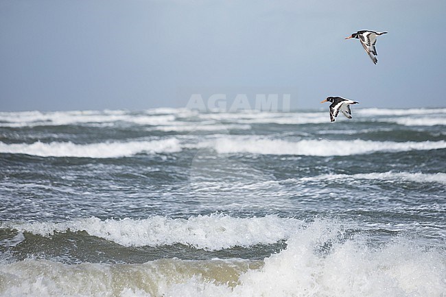 Oystercatcher - Austernfischer - Haematopus ostralegus ostralegus, Germany (Hamburg) stock-image by Agami/Ralph Martin,