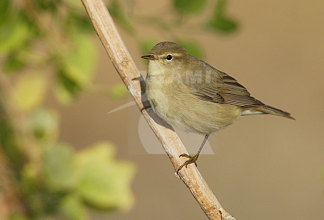 Fitis, Willow Warbler stock-image by Agami/Mike Danzenbaker,