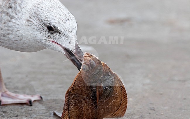 Great Black-backed Gull (Larus marinus), immature eating a flatfish at Gilleleje Harbor, Denmark stock-image by Agami/Helge Sorensen,