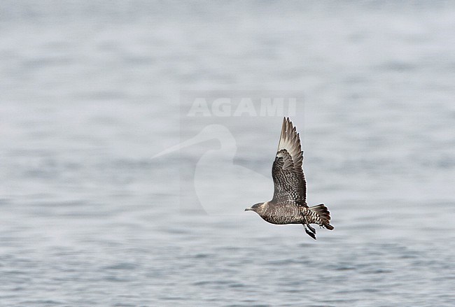 Immature Pomarine Skua (Stercorarius pomarinus) flying off the coast in California, USA. Also known as Pomarine Jaeger. stock-image by Agami/Marc Guyt,