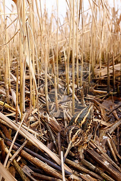 wintering Jack Snipe; stock-image by Agami/Chris van Rijswijk,