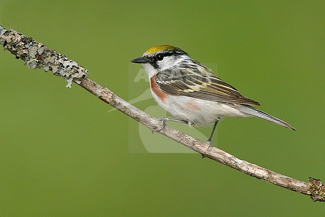 Mannetje Roestflankzanger, Male Chestnut-sided Warbler stock-image by Agami/Brian E Small,