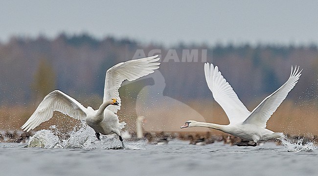 Whooper Swan (Cygnus cygnus) and Mute Swan (Cygnus olor) fighting together in spring in Latvia. stock-image by Agami/Markus Varesvuo,
