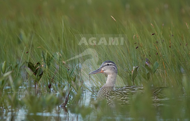 Mallard (Anas platyrhynchos) Vaala Finland June 2016 stock-image by Agami/Markus Varesvuo,
