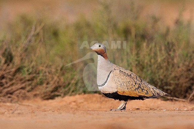 Mannetje Zwartbuikzandhoen wachtend bij de drinkplaats; Male Black-bellied Sandgrouse waiting at the drinkingpool stock-image by Agami/Marc Guyt,