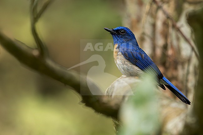 Malaysian Blue Flycatcher (Cyornis turcosus) Perched on a branch in Borneo stock-image by Agami/Dubi Shapiro,