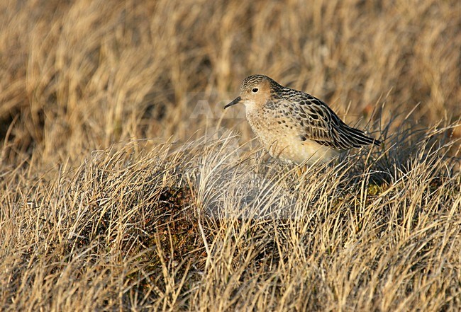 Blonde Ruiter, Buff-breasted Sandpiper, Tryngites subruficollis stock-image by Agami/Pete Morris,