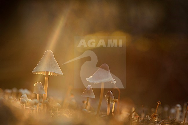 Paddestoelen, Fungi stock-image by Agami/Rob de Jong,