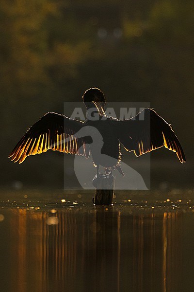  stock-image by Agami/Menno van Duijn,