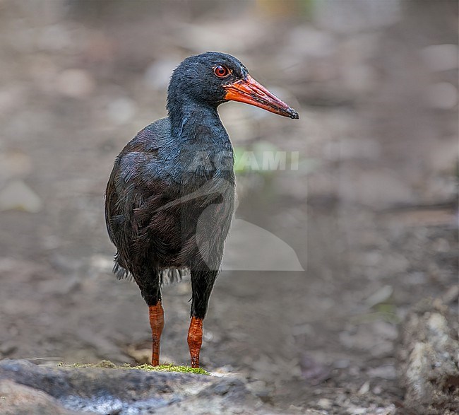 Invisible Rail, Habroptila wallacii.  A large flightless rail that is endemic to the island of Halmahera in Northern Maluku, Indonesia. Also known as Wallace's rail or drummer rail. stock-image by Agami/Dustin Chen,