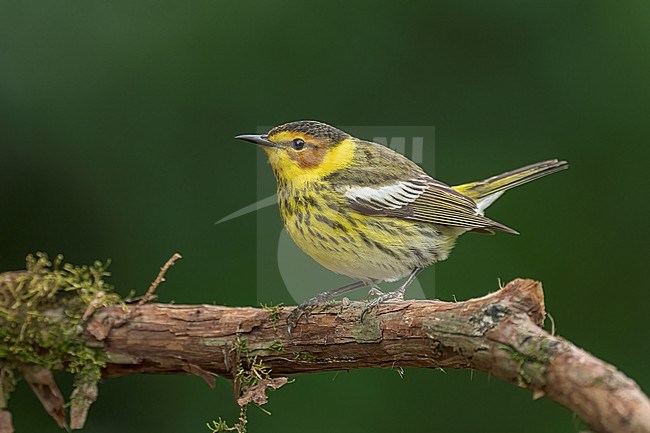 Adult male
Galveston Co., TX
April 2022 stock-image by Agami/Brian E Small,