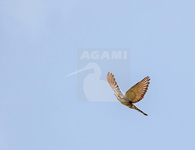 Flying Thick-billed Cuckoo, Pachycoccyx audeberti, in Ghana. stock-image by Agami/Pete Morris,