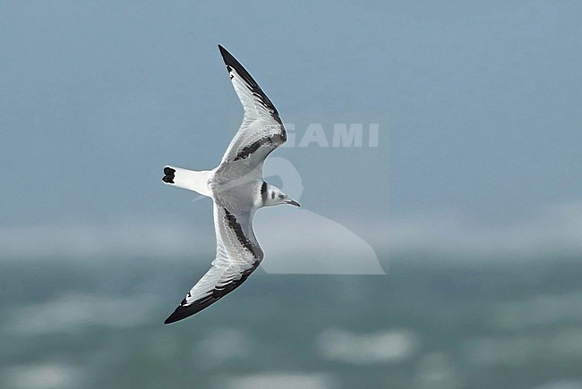 Black-legged Kittiwake (Rissa tridactyla), juvenile in flight, seen from the side, showing upperwings. stock-image by Agami/Fred Visscher,