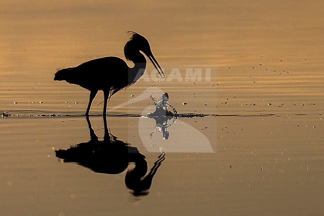 Snowy Egret (Egretta thula) hunting in morning light in Florida USA. stock-image by Agami/Marcel Burkhardt,