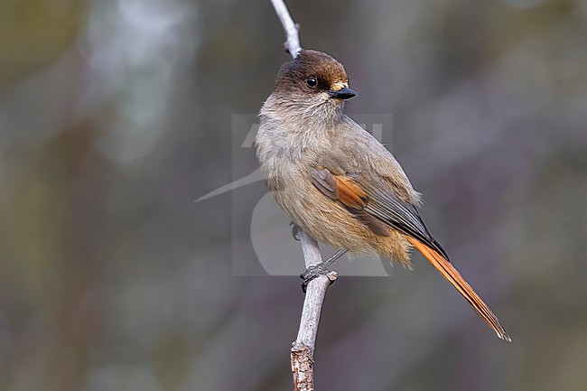 Siberian Jay (Perisoreus infaustus) in Lapland, Finland. stock-image by Agami/Daniele Occhiato,