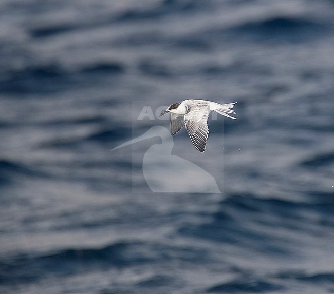 First-winter Roseate Tern (Sterna dougallii) in flight over the atlantic ocean off the island of Graciosa in the Azores. Showing upper wing. stock-image by Agami/Marc Guyt,